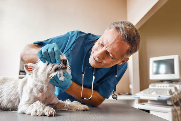 Best Pediatric Emergency Dentist in Windy Hills, KY